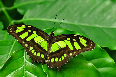 green Malachite butterfly perching on green leaf in close-up photography thumbnail