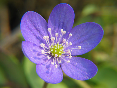 purple and white flower thumbnail