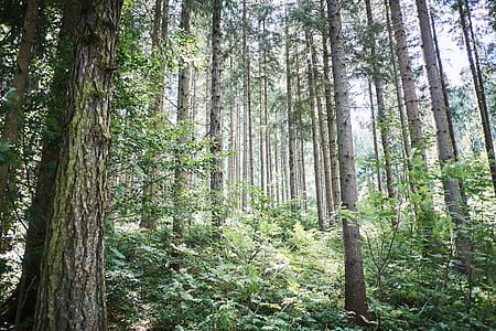 gray trees in forest during daytime thumbnail