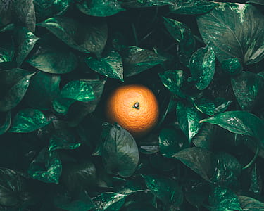orange fruit surrounded by green leaves thumbnail