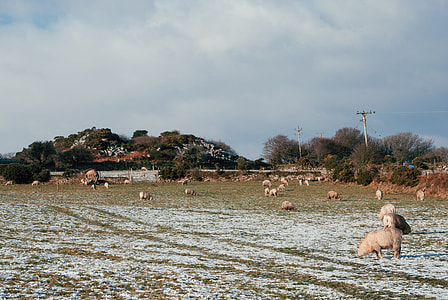 Sheep on field thumbnail