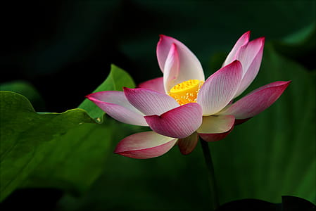 Tilt-shift Photography of Pink and White Flower thumbnail