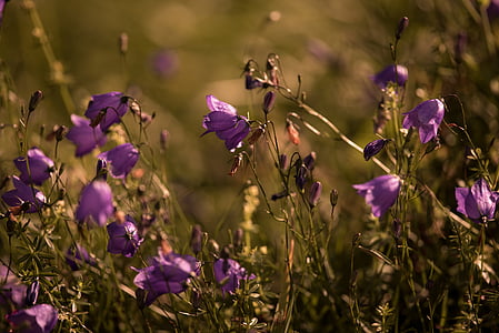 purple petal flower in shallow focus photography thumbnail