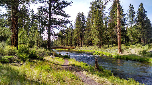 river between pine trees thumbnail