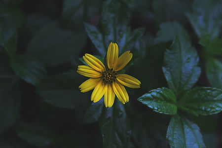 yellow petaled flower in close-up photography thumbnail