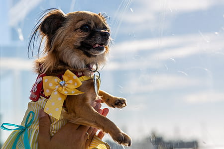 Person Holding Adult Brown Chihuahua thumbnail