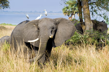 three white egrets perched on elephant back during daytime thumbnail