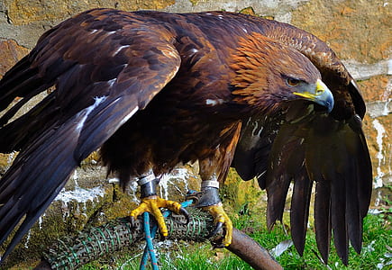 brown and white eagle near brown brick wall thumbnail