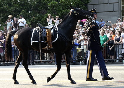 black horse thumbnail