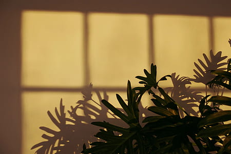 green leafed plant thumbnail