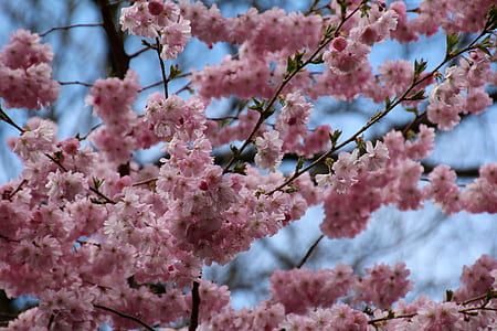 shallow focus photography of cherry blossom tree thumbnail