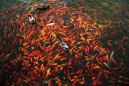 school of fish thumbnail