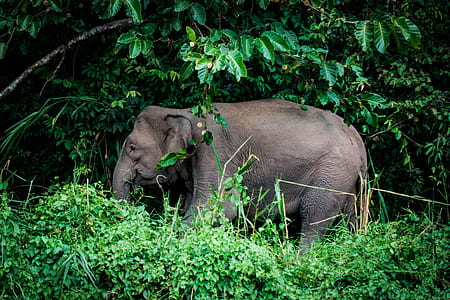 elephant on grass thumbnail