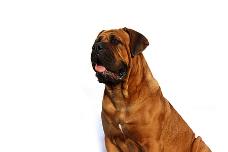 brown dog with white background thumbnail