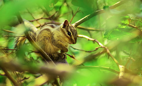 Brown Squirrel Perched on Tree Branch in Selective Focus Photography thumbnail