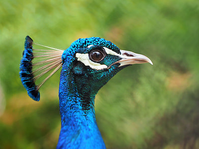 close-up photo of blue bird thumbnail