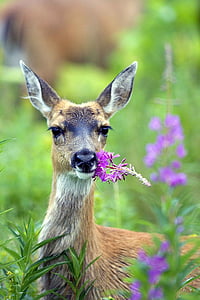 brown deer on green grasses thumbnail