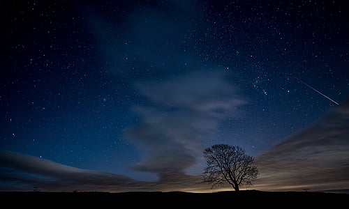 silhouette of tree thumbnail