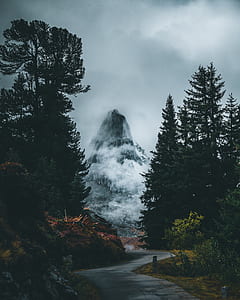 asphalt road and pine tree thumbnail