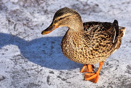 brown duck on pavement thumbnail