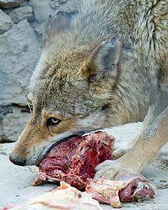 wolf eating meat thumbnail