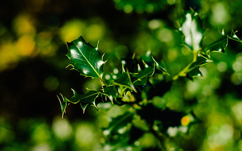 palmate leafed plant thumbnail
