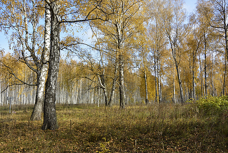 yellow leafed trees thumbnail