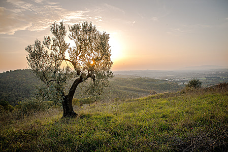 green leafed tree on green mountain thumbnail