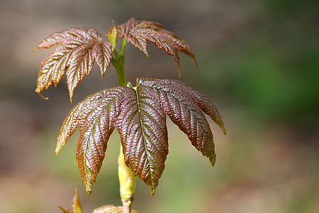 red and green serrated lead plant in close-up photography during daytime thumbnail