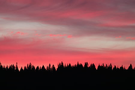 silhouette photo of trees thumbnail