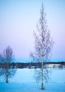 Trees Under Blue Sky thumbnail