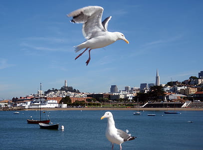 two birds in front of cityscape of San Francisco that starts at Aquatic Park thumbnail