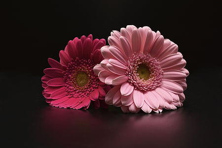 two pink calendula flowers thumbnail