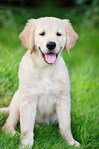 golden retriever on green grass during daytime thumbnail