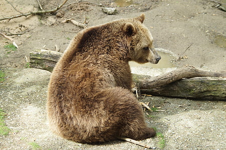 grizzly bear near wood log thumbnail