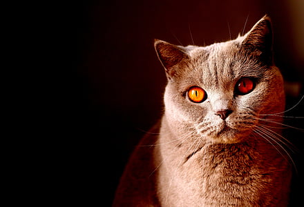 yellow-eyed short-fur grey cat thumbnail