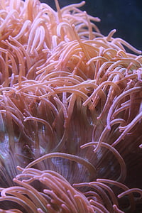 underwater photography of corals thumbnail
