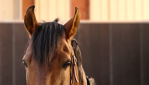 selective focus photography of brown horse thumbnail