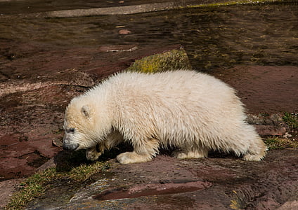 white bear on brown rock thumbnail