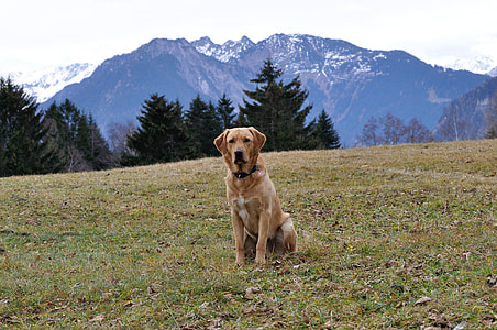 adult yellow Labrador retriever sitting on grass field thumbnail