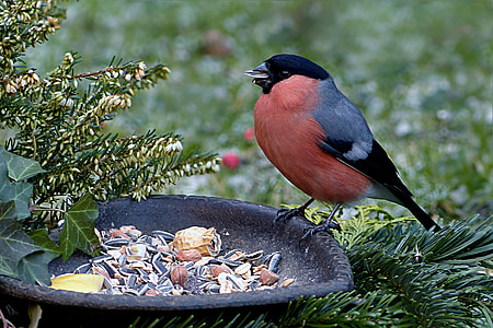 red and black bird thumbnail