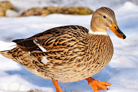 closeup photo of female mallard duck on snow thumbnail