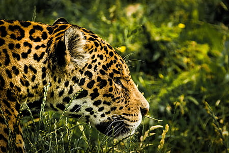 photo of leopard thumbnail
