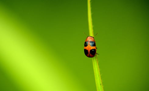 shallow focus photography of orange and black lady bug thumbnail