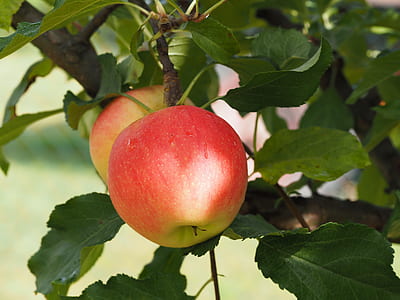close up photo of two apples thumbnail