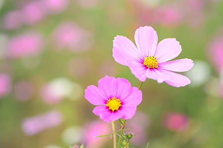pink cosmos flowers in bloom at daytime thumbnail