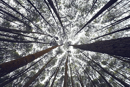 low angle photograph of trees thumbnail