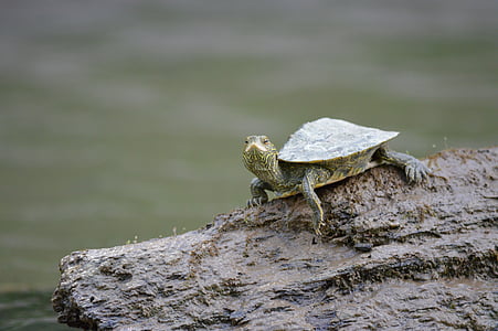 selective focus photography of brown turtle on stone thumbnail
