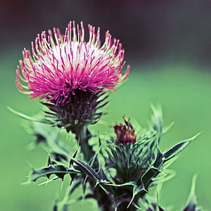 selective focus photography of alpine thistle at daytime thumbnail