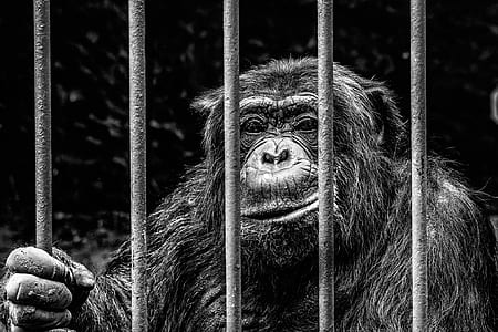 monkey in cage thumbnail